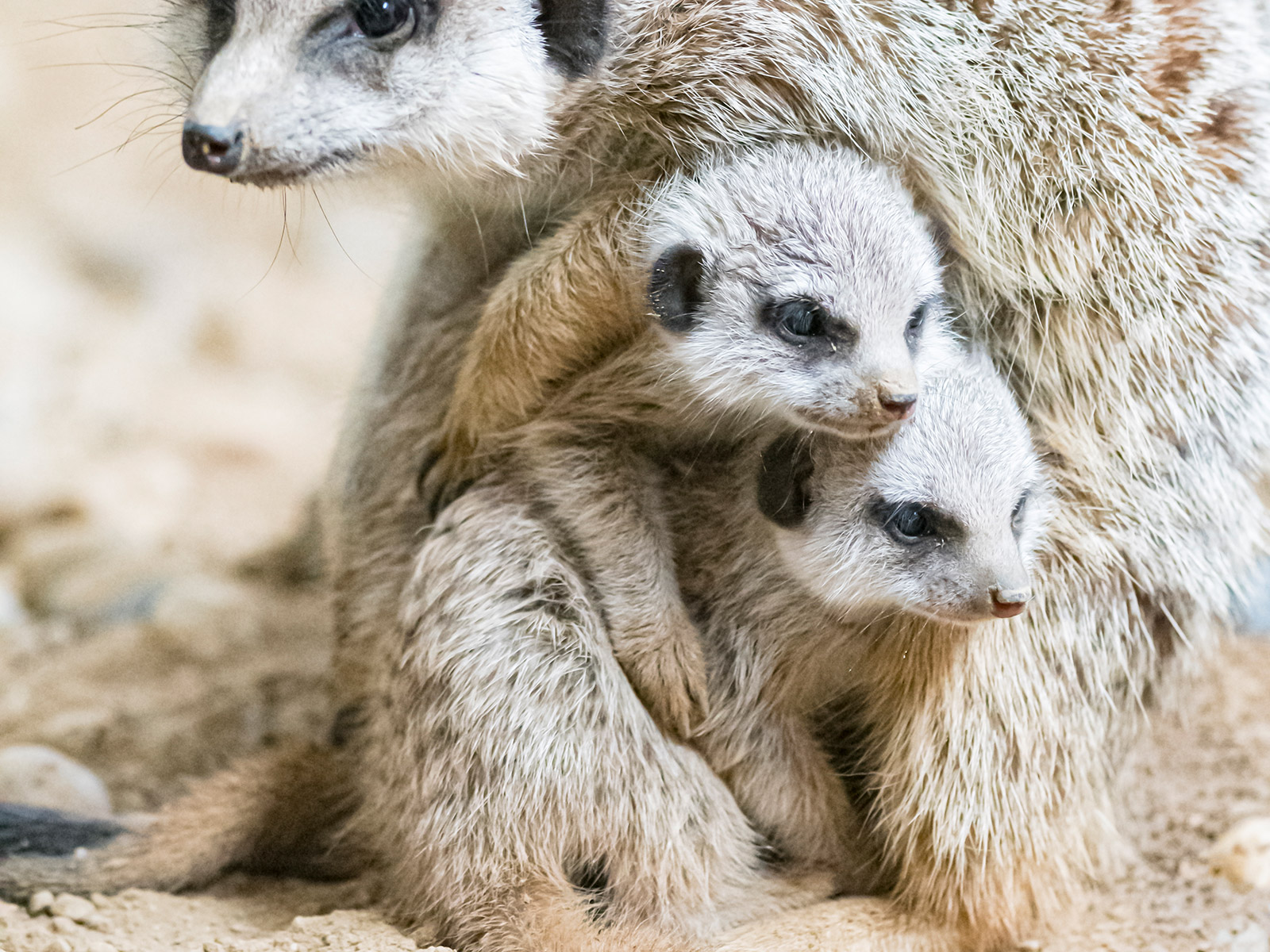 Zoo Basel - Aktuell - Aktuell im Zoo Basel - Schulpflicht ...