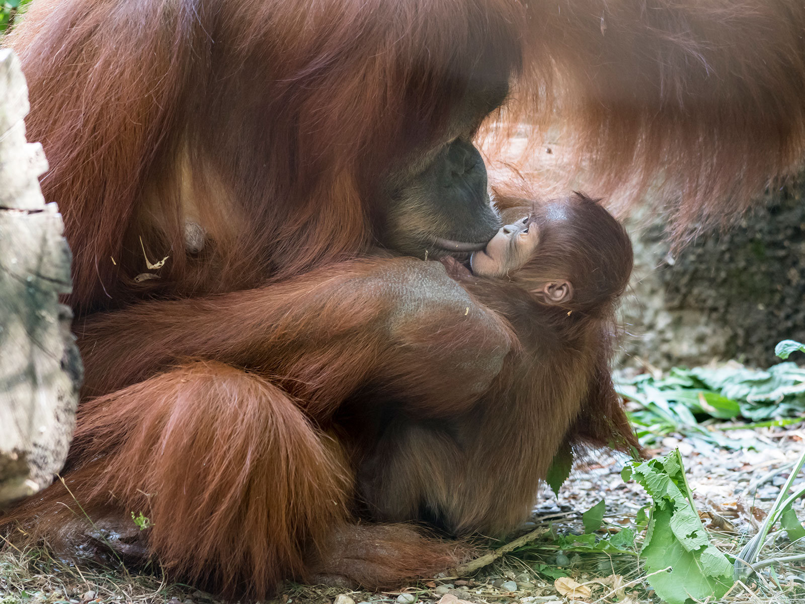 Zoo Basel - Aktuell - Aktuell im Zoo Basel - Nachwuchs bei ...