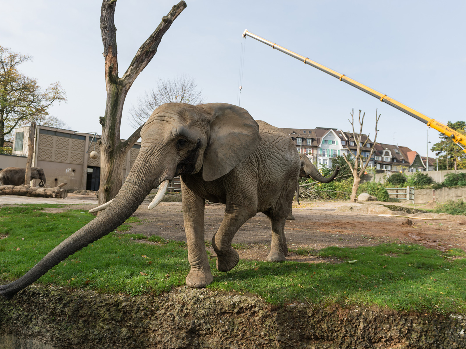 Zoo Basel - Aktuell - Aktuell im Zoo Basel - Start der ...