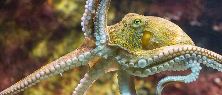 Zoo Basel - Aktuell - Aktuell Im Zoo Basel - Schlauer Oktopus – Auch 