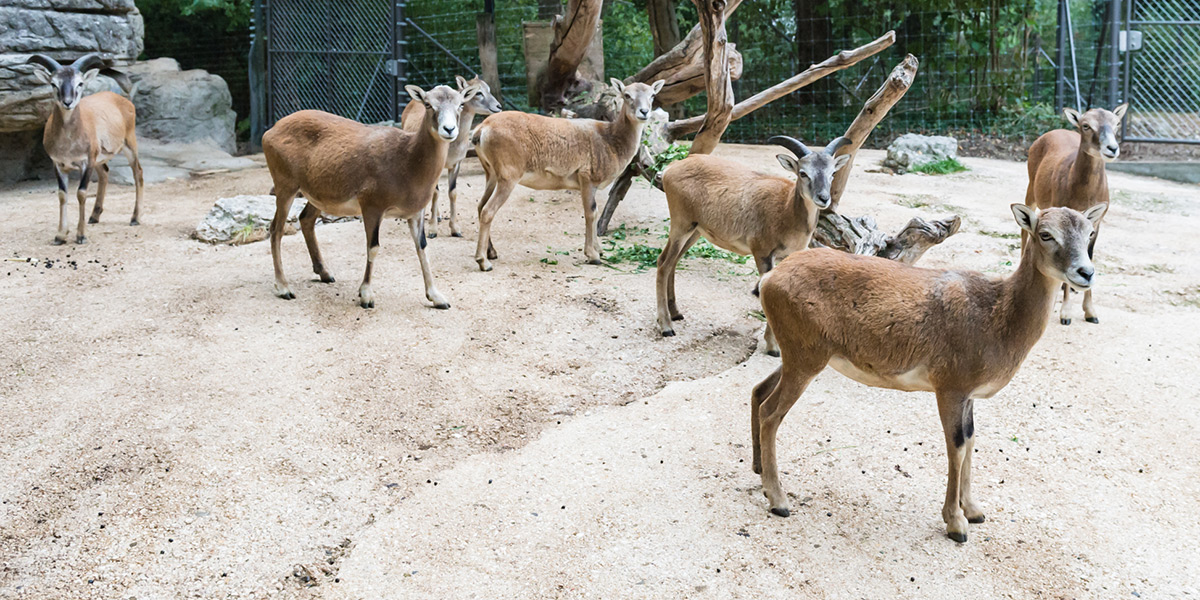 Basel Zoo