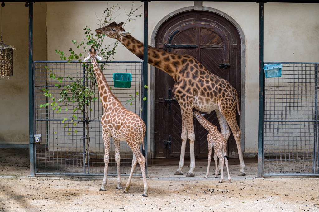 Naissance d'une petite girafe de Kordofan au Zoo de Bâle