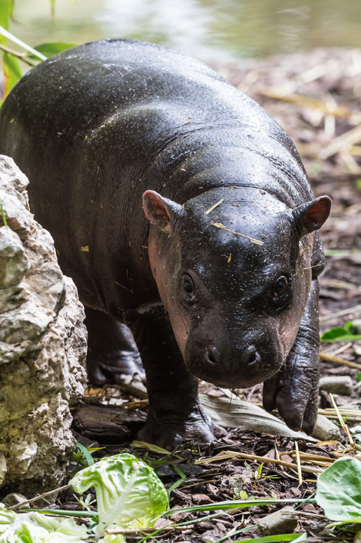 Offspring again at long last for the pygmy hippopotamuses