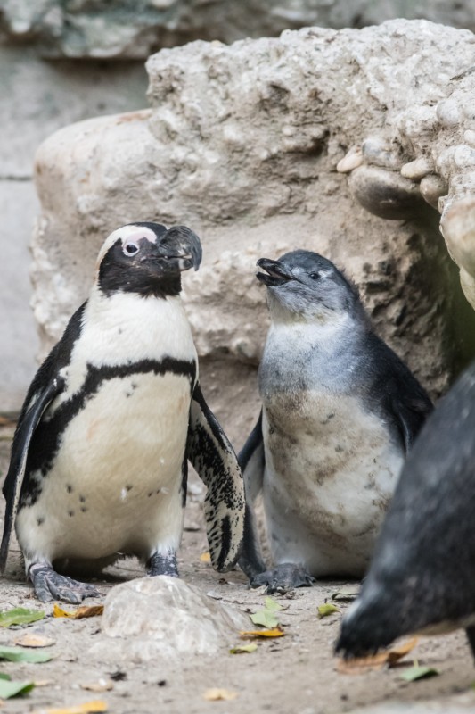 Pinguin-Nachwuchs zieht in die Kolonie