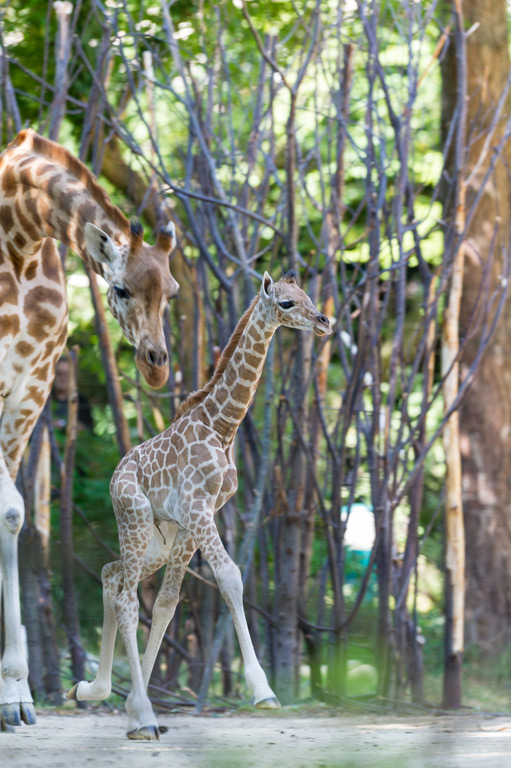 Giraffe Run by Burkan Bogaz