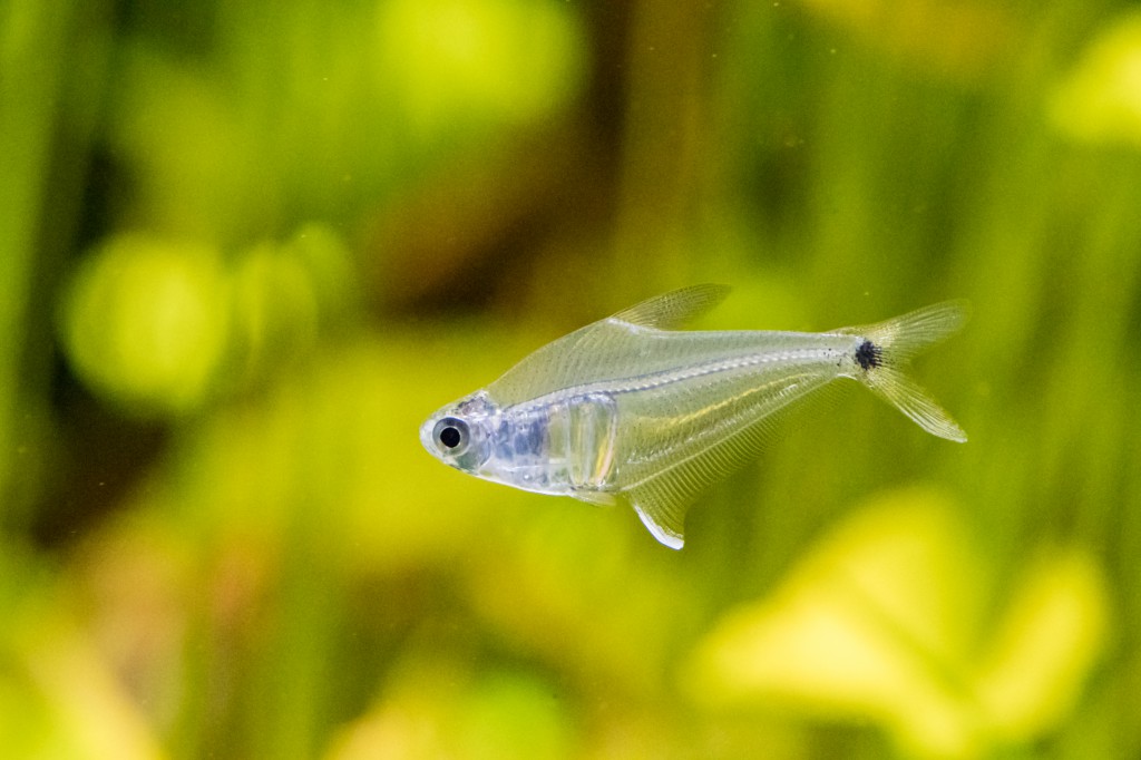 Le tétra transparent - le poisson aux propriétés inconnues