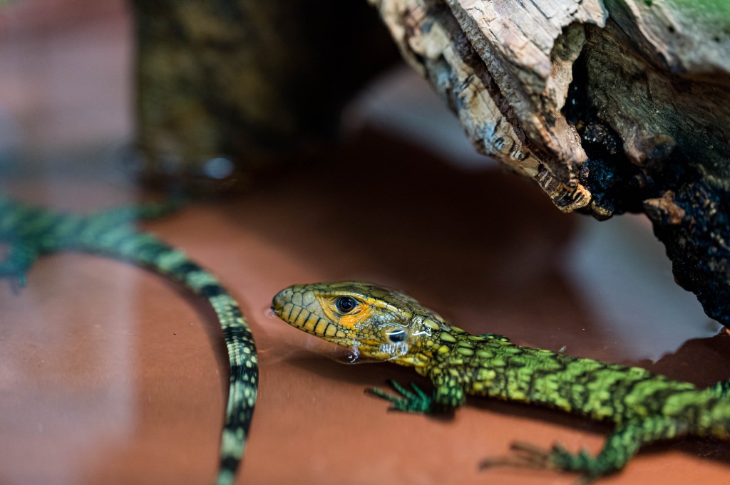baby caiman lizard