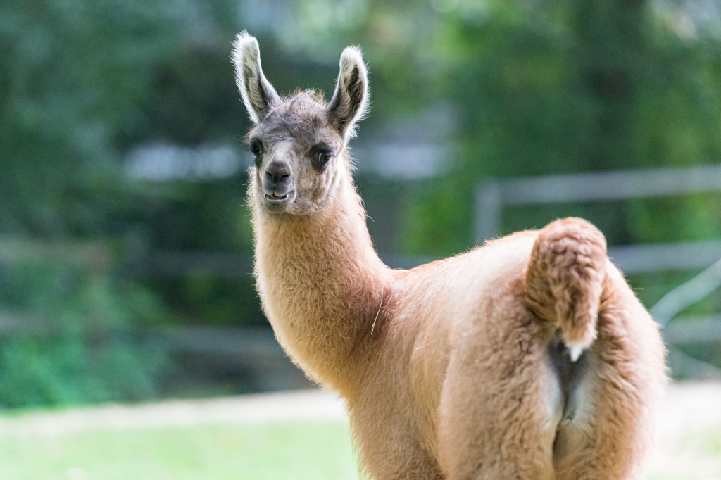 Carnet rose chez les lamas du Zoo de Bâle