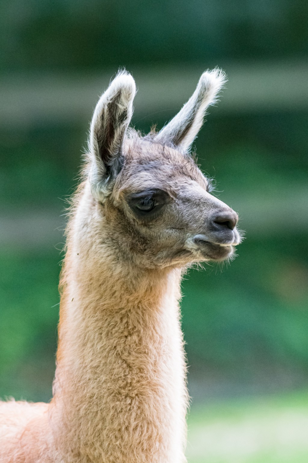 Carnet rose chez les lamas du Zoo de Bâle