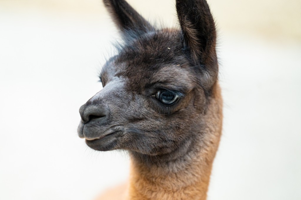 Carnet rose chez les lamas du Zoo de Bâle