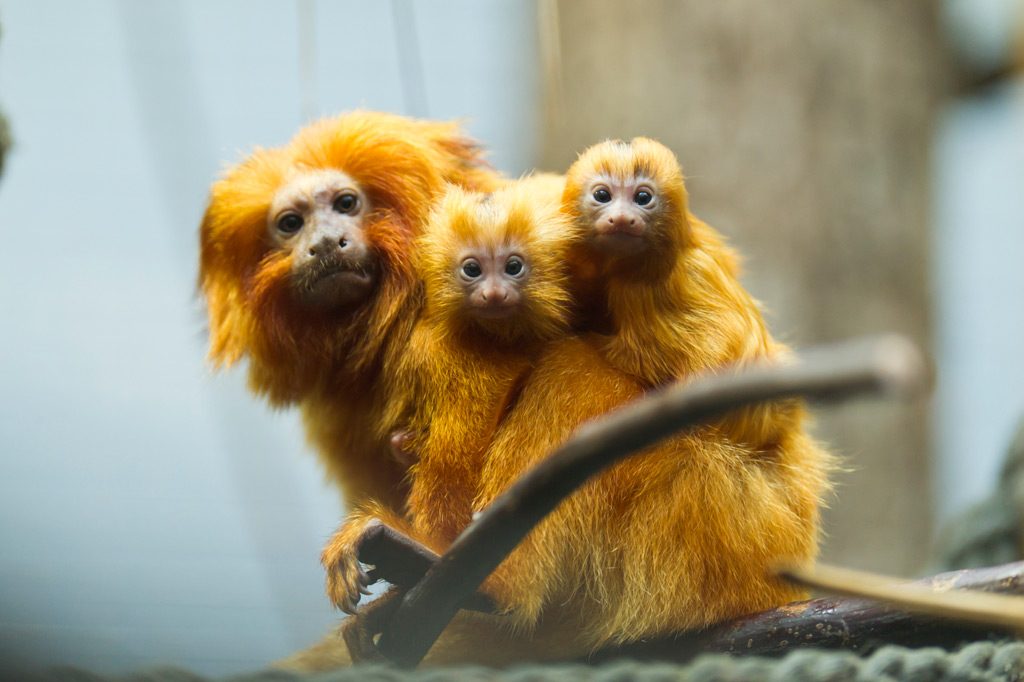 Carnet Rose Chez Les Tamarins Lions Dores