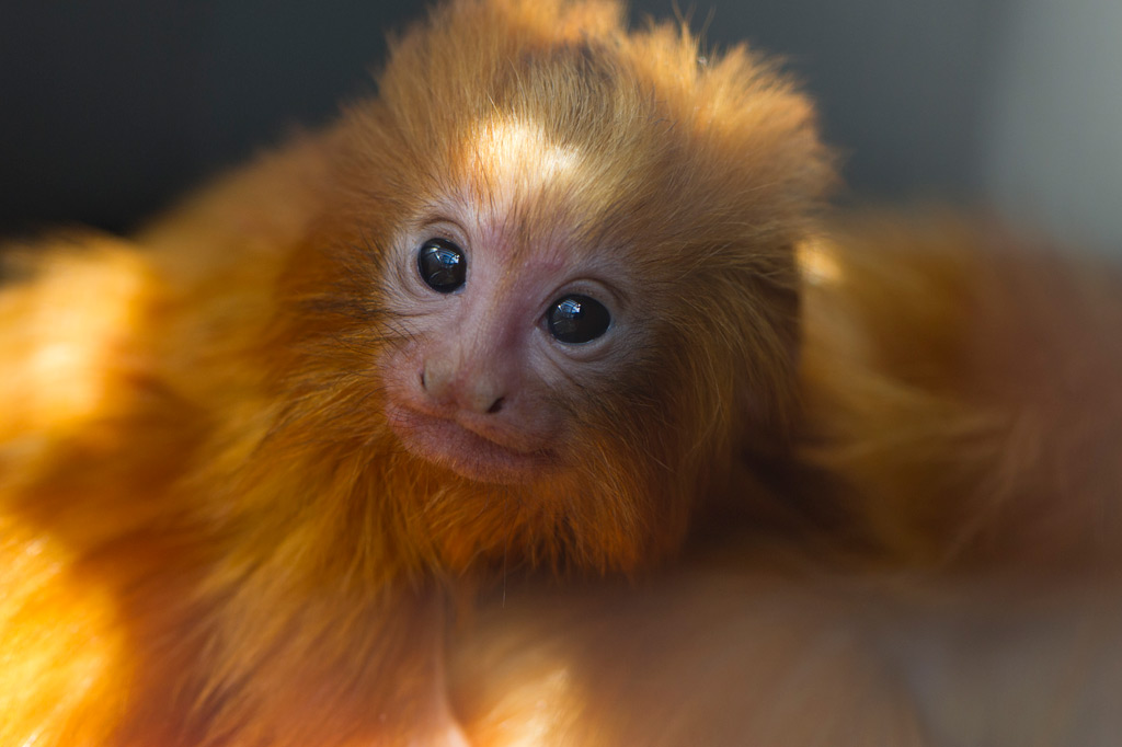 Carnet Rose Chez Les Tamarins Lions Dores