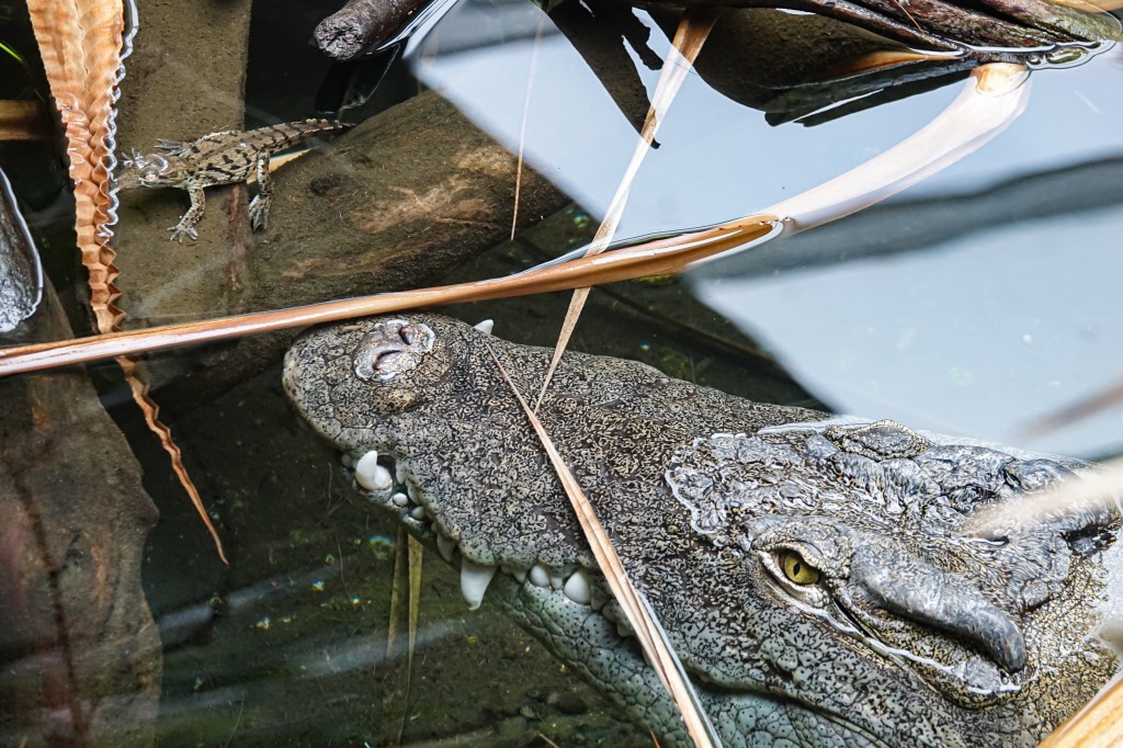 Carnet Rose Chez Deux Especes De Crocodiles Du Zoo De Bale