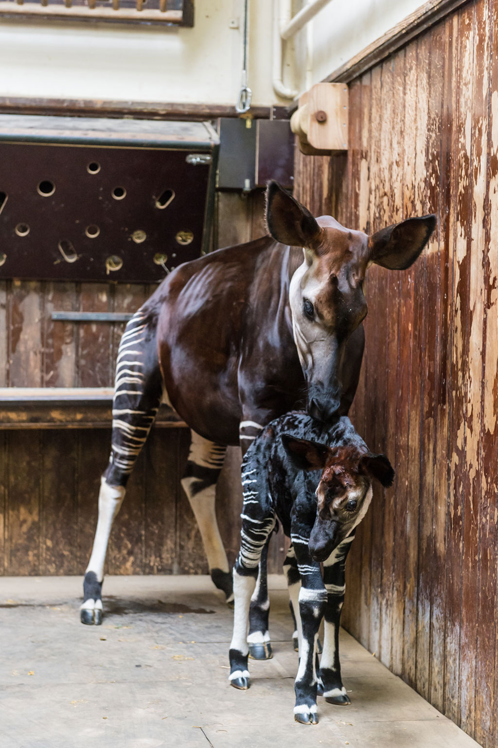 New arrivals for the okapis – first birth in eleven years