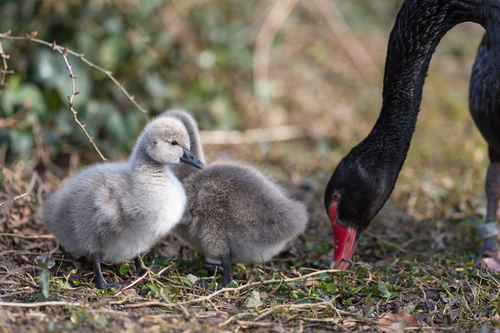 Naissance De Bebes Cygnes Noirs Au Zoo De Bale