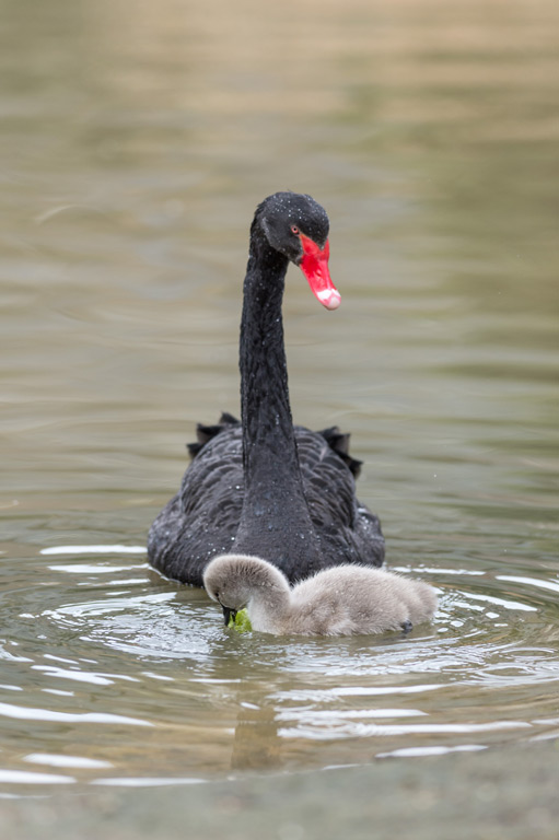 Naissance De Bebes Cygnes Noirs Au Zoo De Bale