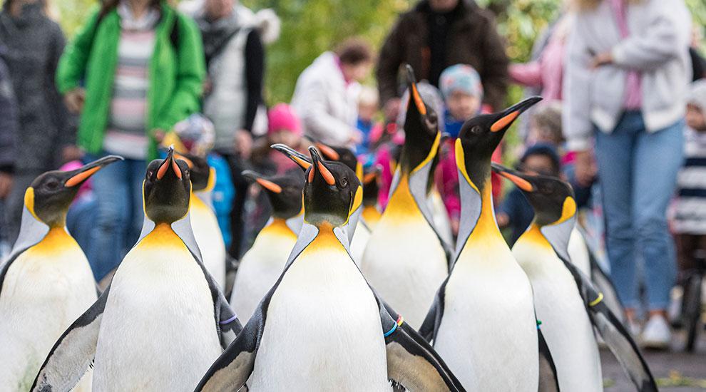 Besucheranstieg 2019: Über Eine Million Besuche Im Zoo Basel