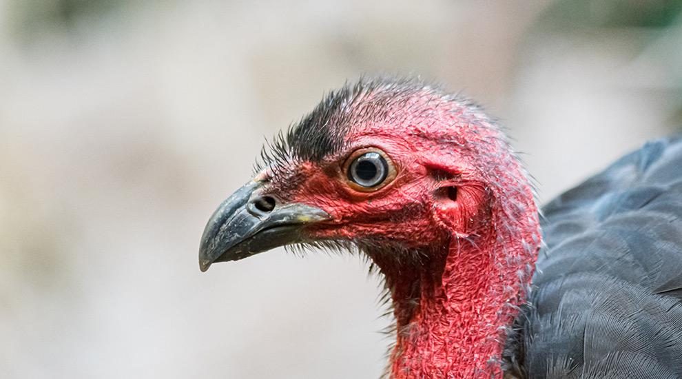 The self-incubating nest – the Australian brush-turkey’s extraordinary ...