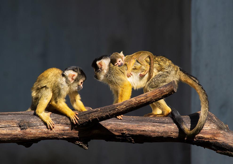 Alle Infos Rund Um Den Zolli Im Überblick | Zoo Basel