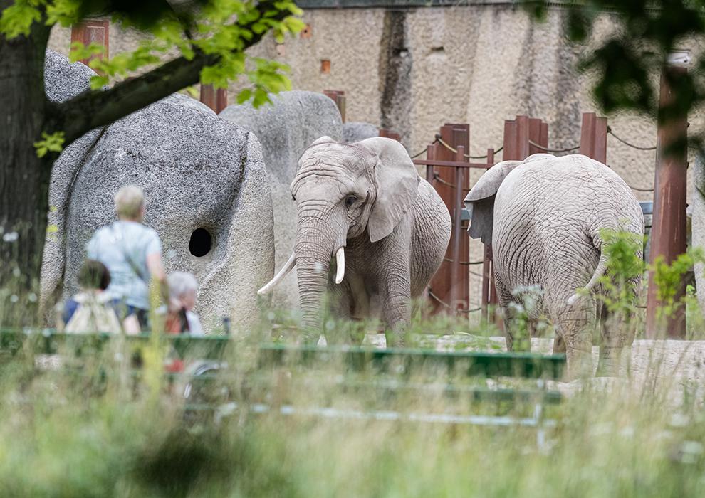 zoo restaurant elefantenblick basel rezensionen