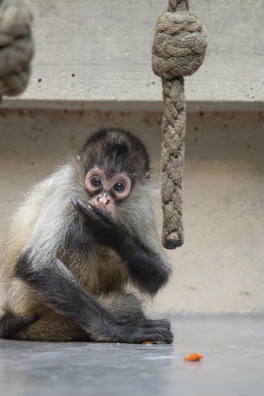 Photo libre de droit de Longs Bras Dun Singe Les Animaux Sont