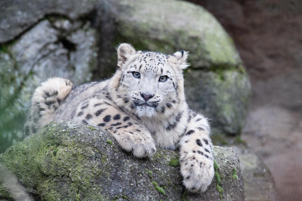 Blue Ice - Snow Leopard