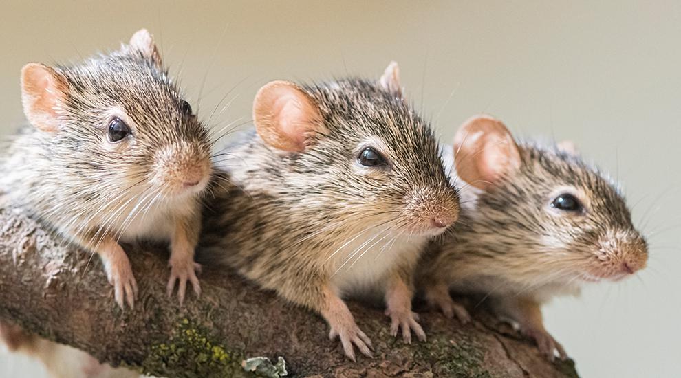 Striped grass mouse