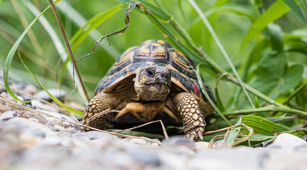 Tortue d'Herman suisse romande